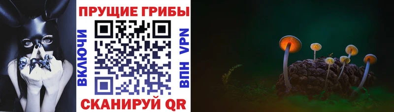 Псилоцибиновые грибы Cubensis  наркота  Новоульяновск 